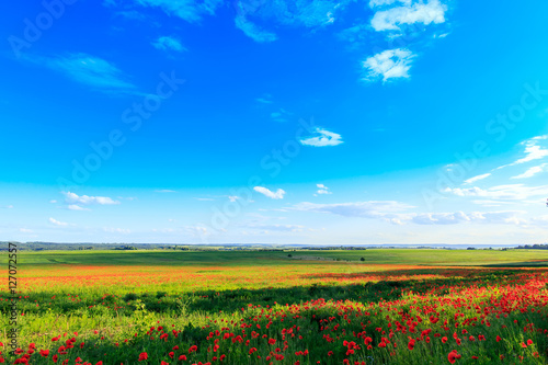 wonderful landscape. Majestic view on the poppy blooming field on a summer day with perfect blue sky. picturesque scene. breathtaking scenery. creative images.