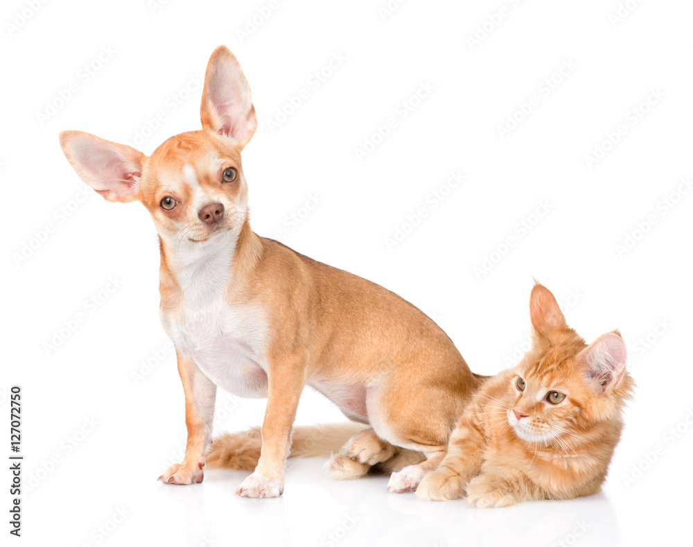 Puppy sitting on cat. isolated on white background