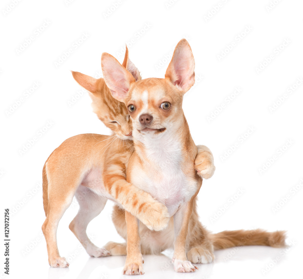 Cat hugs and bites puppy. isolated on white background Cat hugs and bites puppy. isolated on white background