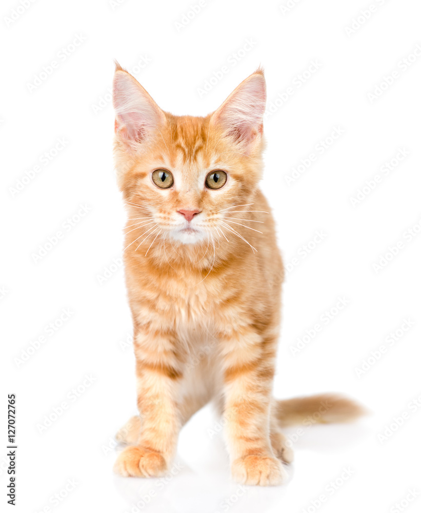 Red maine coon cat standing in front view. isolated on white 