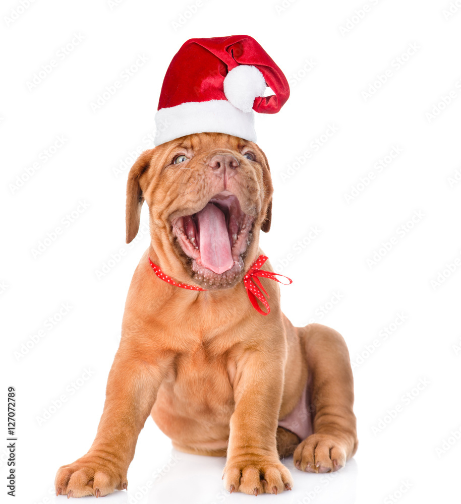 Yawning Bordeaux puppy in red christmas hat. isolated on white Yawning Bordeaux puppy in red christmas hat. isolated on white