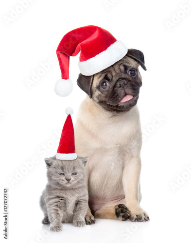 Funny pug puppy sitting and tiny scottish cat in red christmas hats. isolated on white © Ermolaev Alexandr
