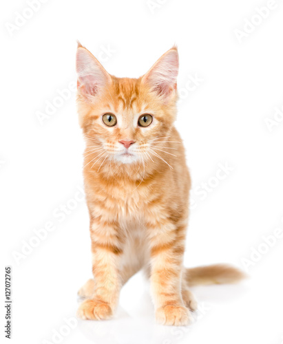 Red maine coon cat standing in front view. isolated on white  © Ermolaev Alexandr