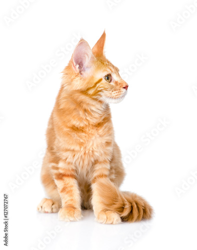 maine coon cat sitting and looking away. isolated on white  © Ermolaev Alexandr