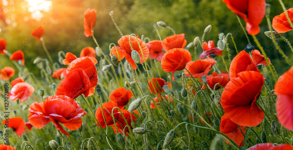 Obraz wspaniały krajobraz. Makowi kwiaty na zielonym pola zakończeniu up, w świetle słonecznym. styl retro. efekt tonowania na Instagramie. efekt łagodnego światła