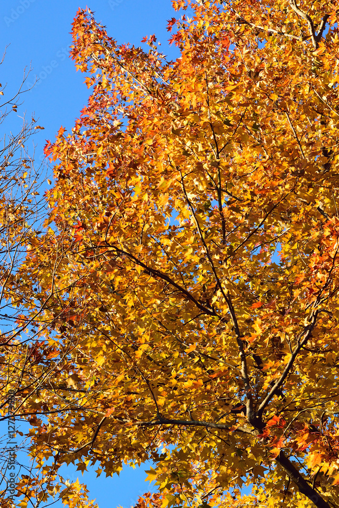 Autumn landscape of maple tree in vertical frame