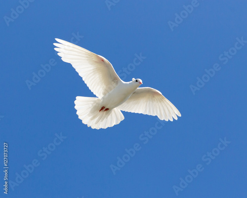 white dove on a blue sky
