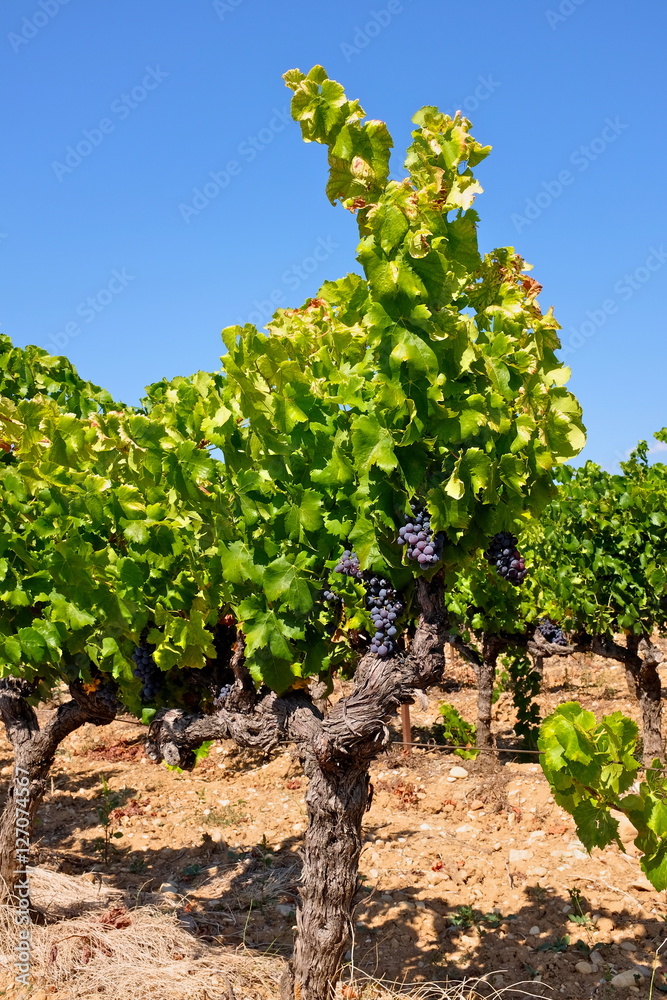 vin vignes drôme