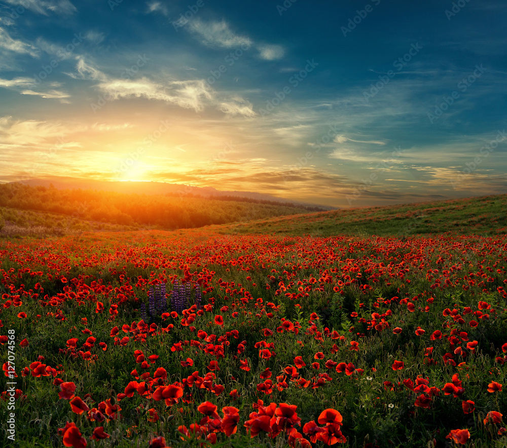 fantastic foggy sunset at the poppies meadow. majestic rural landscape with flowers of poppy