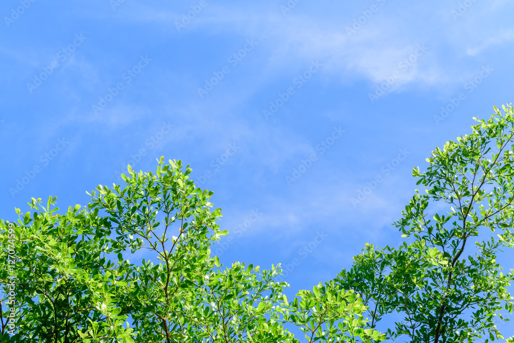 Trees top view Trees top view