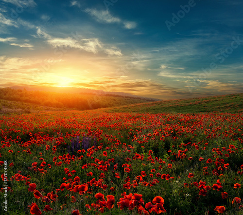 fantastic foggy sunset at the poppies meadow. majestic rural landscape with flowers of poppy