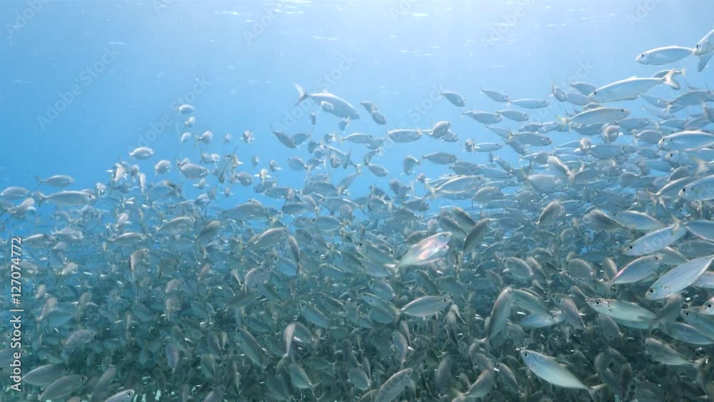 Unterwasser - Riff - Fisch - Fischschwarm - Tauchen - Curacao - Karibik - 4K