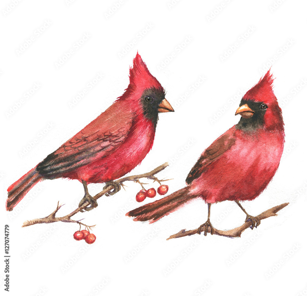 Obraz Ręcznie rysowane akwarela ilustracja - para kardynałów północnych na gałęzi. Dziki kolorowy ptak rysunek. Ilustracja na białym tle ptak