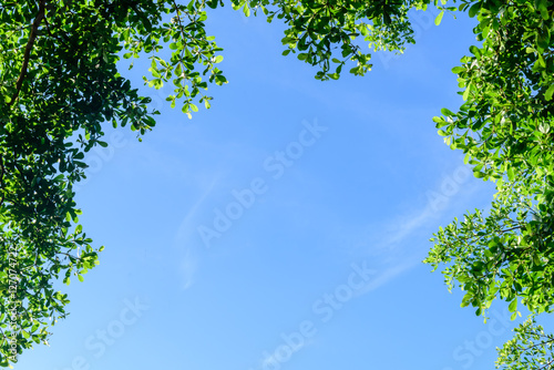 Trees top view
