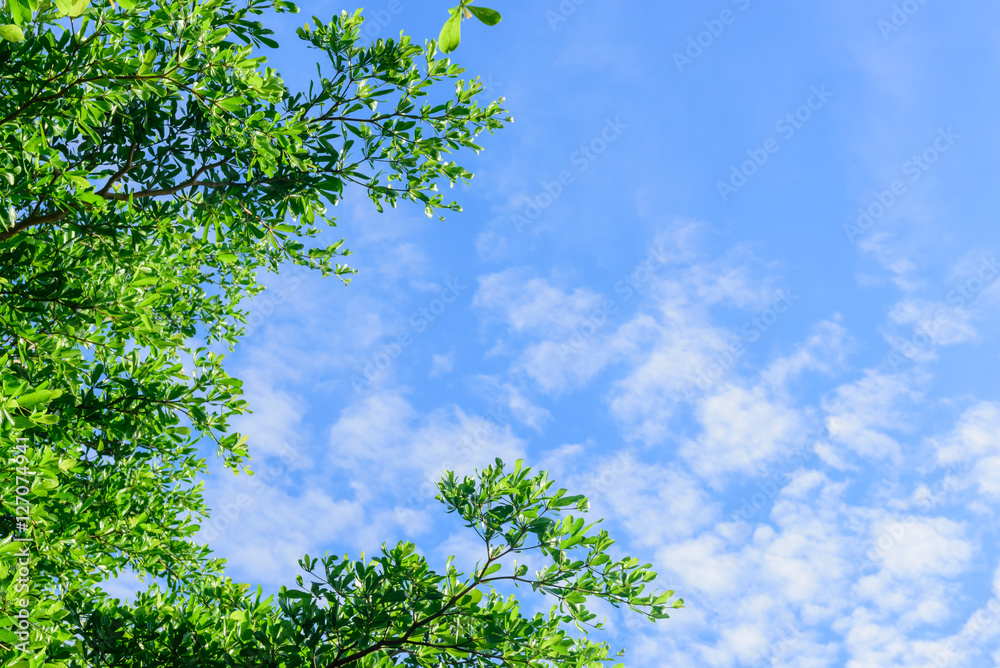 Trees top view