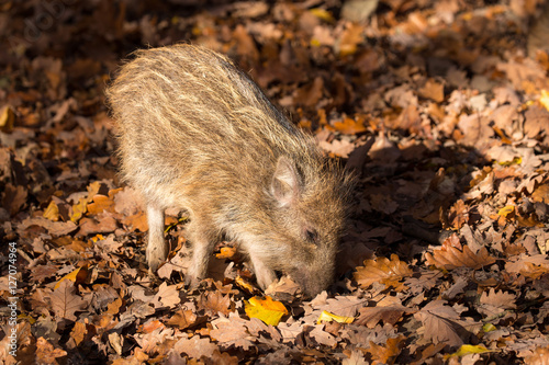 Wildschwein Frischling