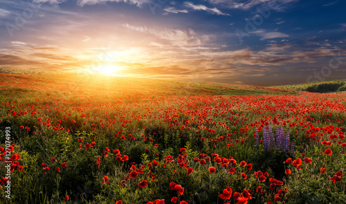 fantastic sunset at the poppies meadow. majestic rural landskape. colorful sky with overcast clouds. picturesque scene. amazing view