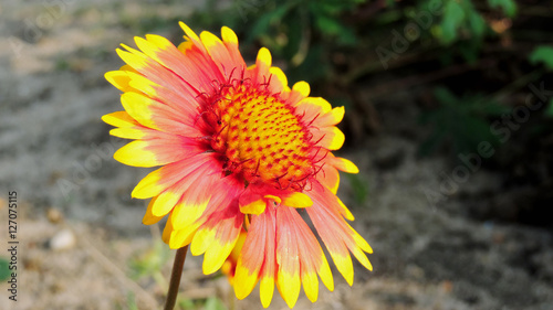 Gelb-Rote Sommerblume