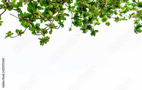 beautiful trees on white background