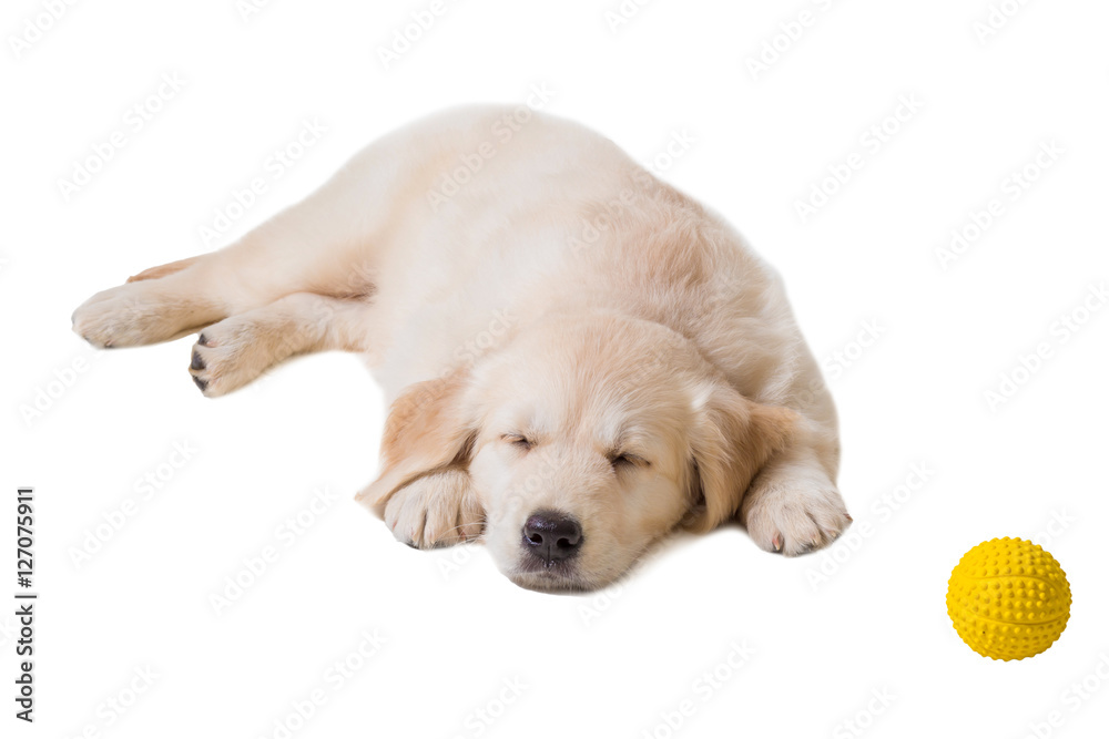 puppy golden retriever on a white background puppy golden retriever on a white background