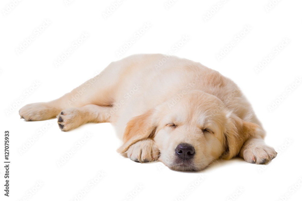 puppy golden retriever on a white background puppy golden retriever on a white background