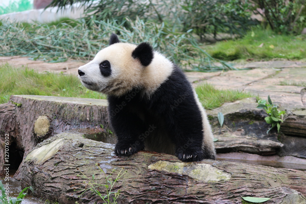 Panda Cubbie on the playground Panda Cubbie on the playground