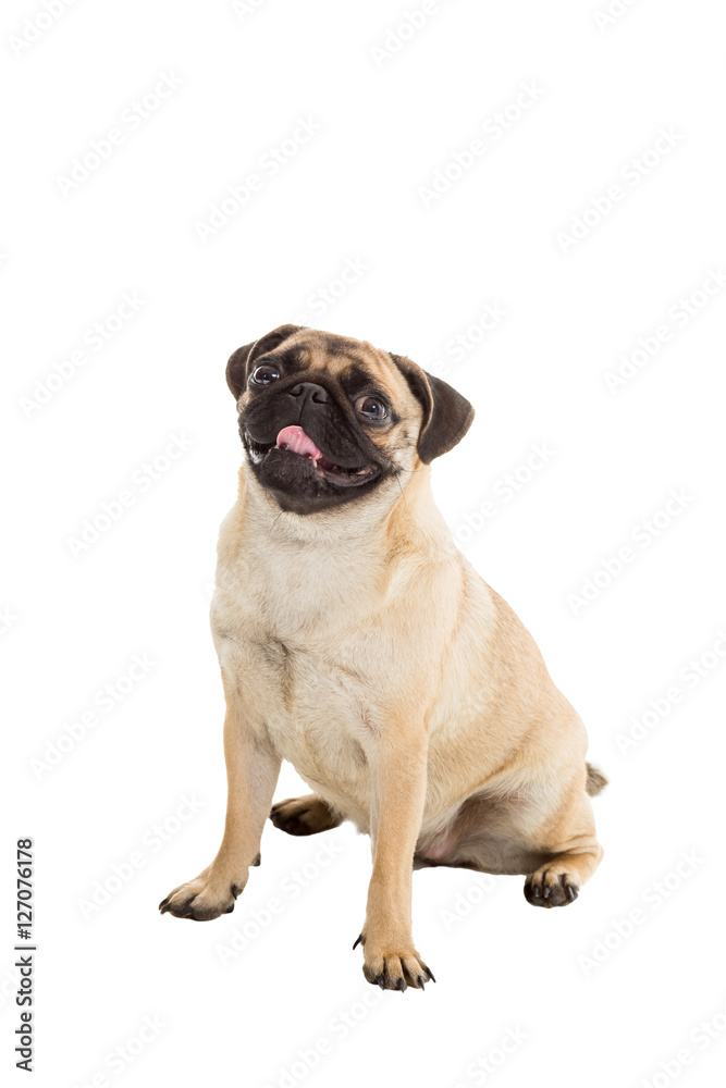 Pug dog isolated on white background