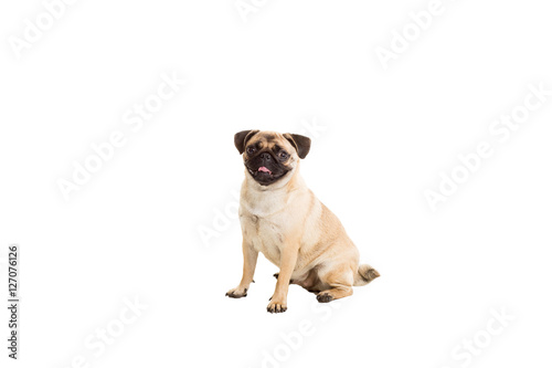 Pug dog isolated on white background