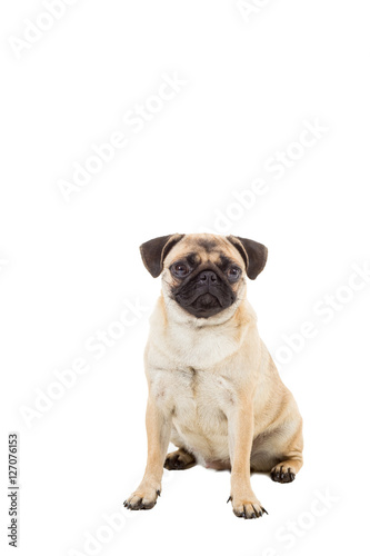 Pug dog isolated on white background © nazarovsergey