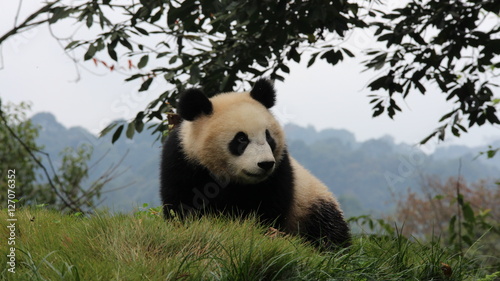 Panda Cubbie on the playground photo