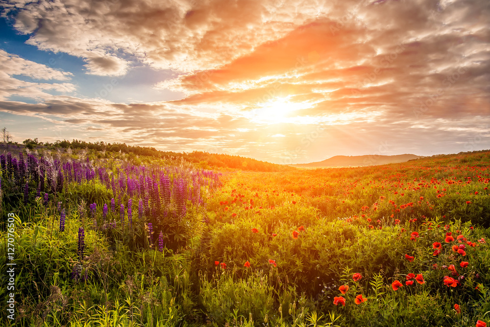 majestic sunset. Fantastic evening with flowering hills in the warm sunlight in the twilight. dramatic sky. beautiful morning scene. wonderful blooming field. soft selective focus