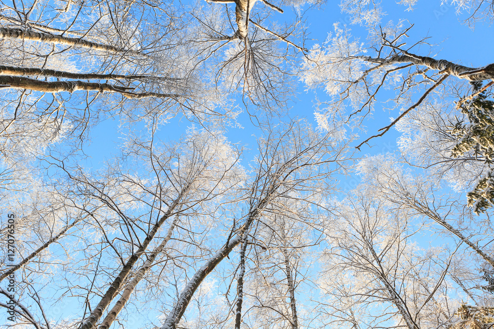 Snow covered tree perspective view looking up Snow covered tree perspective view looking up