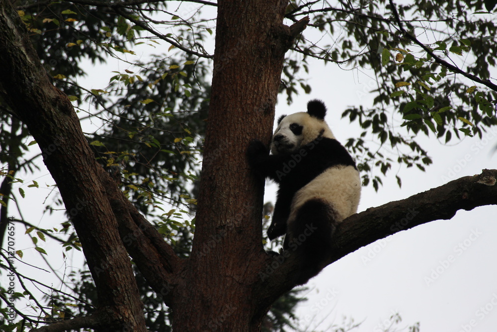Obraz premium Panda Cubbie on the tree