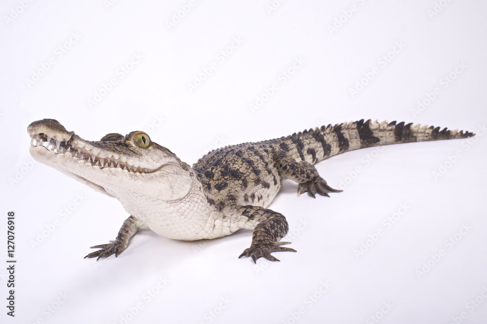 Naklejka premium Philippine crocodile,Crocodylus mindorensis