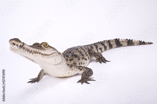 Philippine crocodile Crocodylus mindorensis
