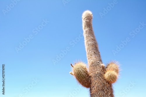 Cactus forest in Salta, Argentina. © Mego-studio