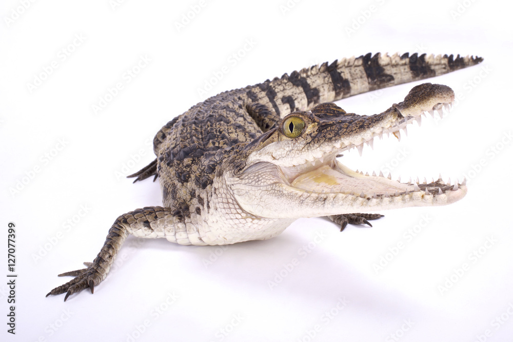Naklejka premium Philippine crocodile,Crocodylus mindorensis