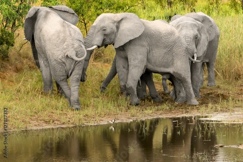 Elephants at the water hole