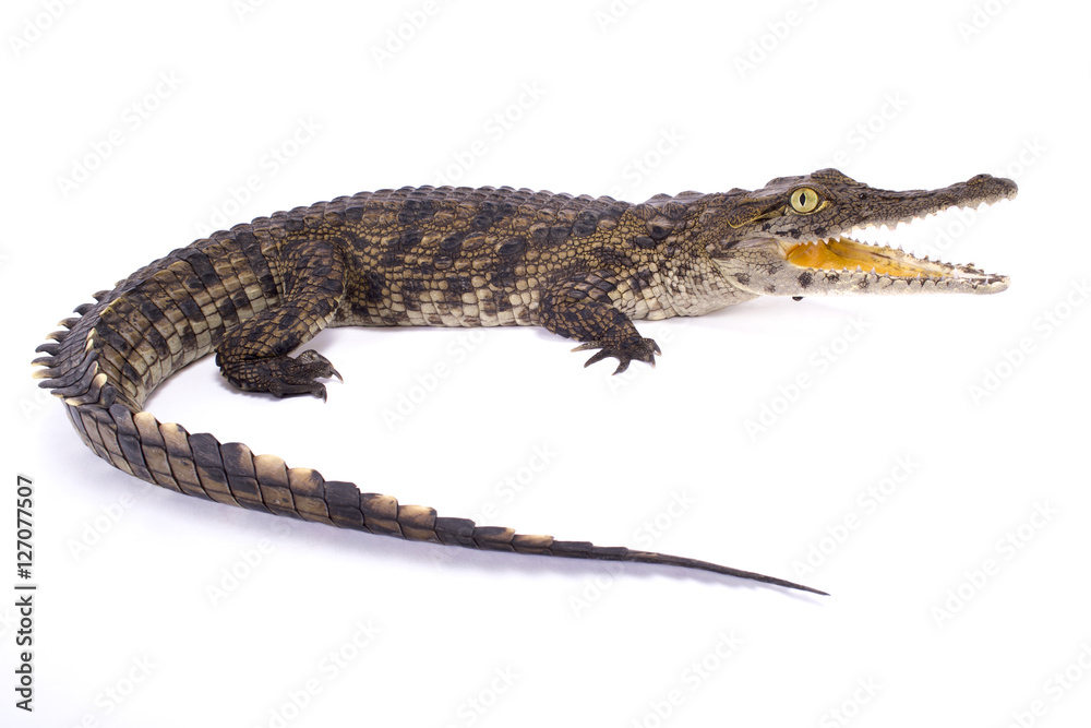 Fototapeta premium Nile crocodile,Crocodylus niloticus