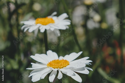 flower on the field. Chamomile on a background of green grass. Flower with white petals and yellow heart on a blurred green background.  Special toned photo in vintage style