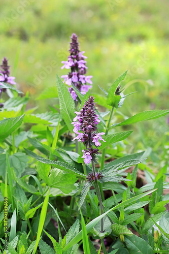 Marsh woundwort (lat.Stachys palustris)
