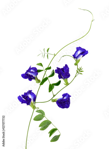 Pea flowers on a white background.