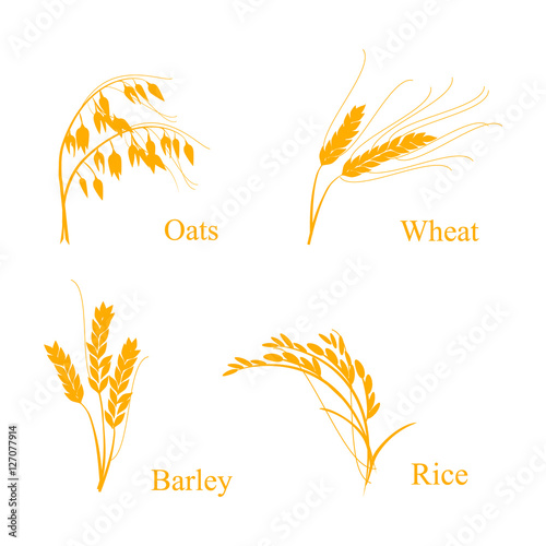 Ears of cereals