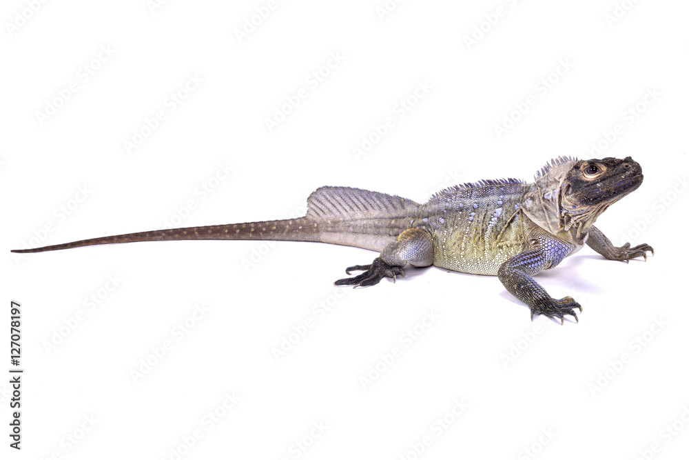 Obraz premium Philippine sailfin lizard, Hydrosaurus pustulatus