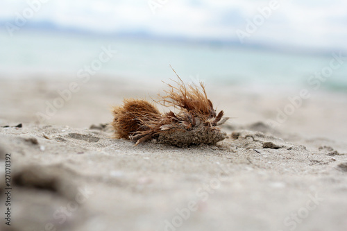 Balls of fibrous material on the beach