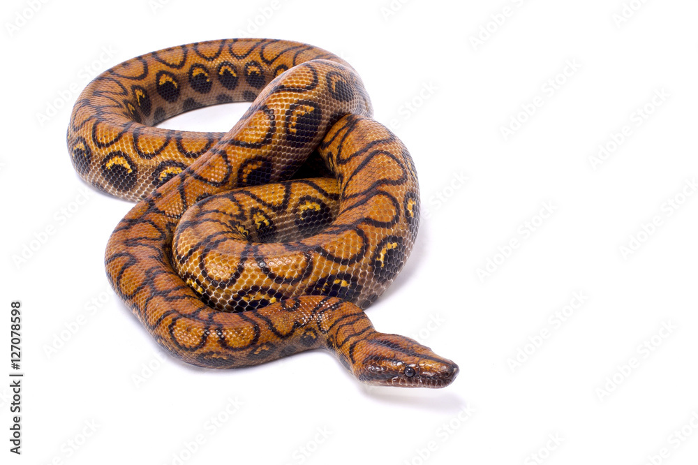 Fototapeta premium Brazilian rainbow boa, Epicrates cenchria cenchria