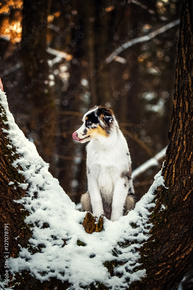 Australian Shepherd puppy in winter