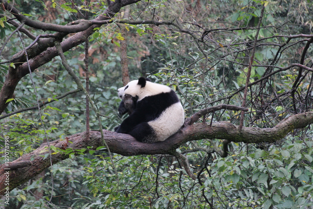 Fototapeta premium Panda Cubbie on the tree
