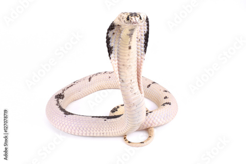 Indochinese spitting cobra ,Naja siamensis