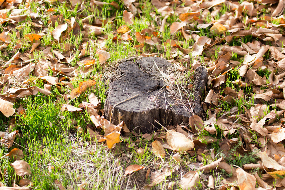 Obraz premium old tree stump in nature